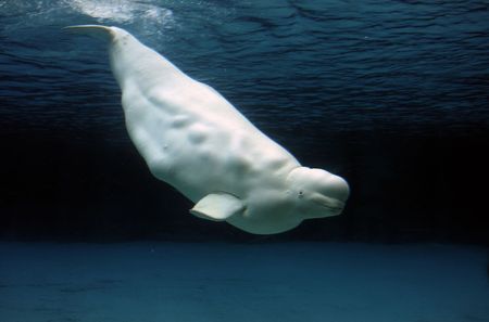 beluga whale playing in clear blue water の写真素材
