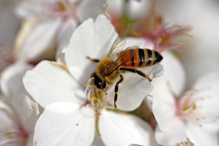 bumble bee pollinating white flower petalsの写真素材
