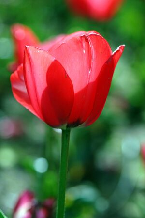 closeup of a colorful tulip in springtimeの写真素材
