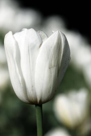 a tulip bud in the colors of spring timeの写真素材