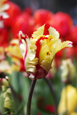  Colorful garden in springtime with trees and flowersの写真素材