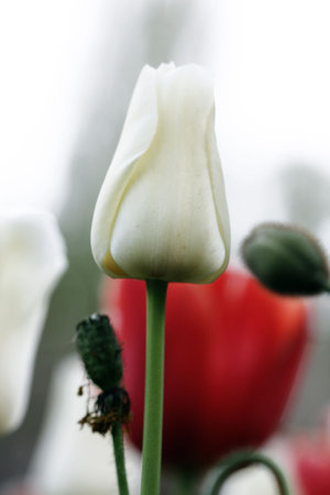 a tulip bud in the colors of spring timeの写真素材