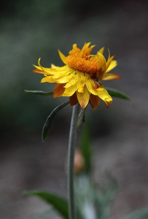 yellow wildflower against green backgroundの写真素材