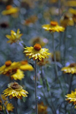 yellow wildflower against green backgroundの写真素材