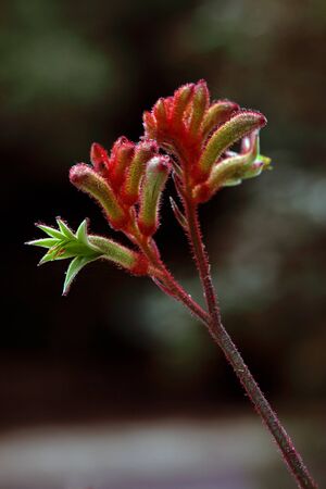 australian kangaroo paw flower in the bushの写真素材