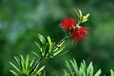 red bottlebrush in bloom in a natureの写真素材