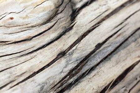 tree bark natural background textureの写真素材