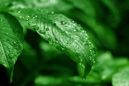 closeup of a water drop on a leafの写真素材