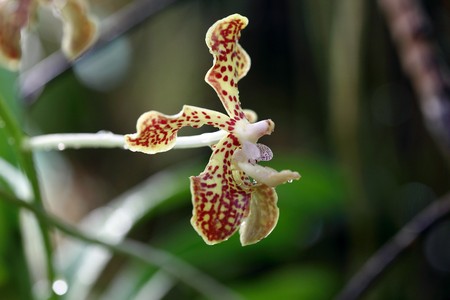 an orchid in a wild natural settingの写真素材