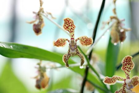 an orchid in a wild natural settingの写真素材