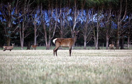 deer in a forrest in new zealandの写真素材