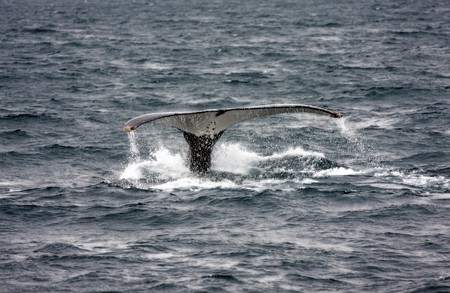 humpback whale diving into blue waterの写真素材