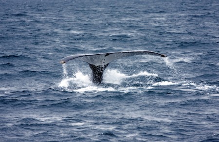 humpback whale diving into blue waterの写真素材