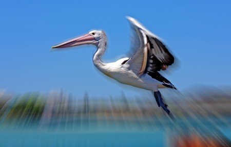 Pelican flying against a blue sky in Forsterの写真素材