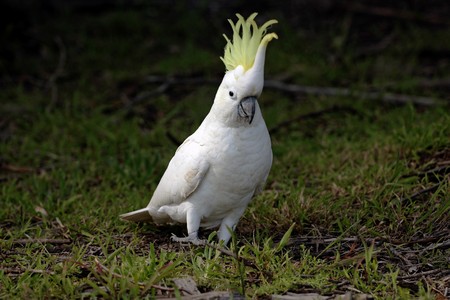 yellow crested australian white cockatooの写真素材