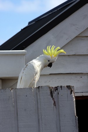 yellow crested australian white cockatooの写真素材