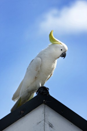 yellow crested australian white cockatooの写真素材
