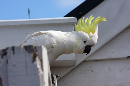 yellow crested australian white cockatooの写真素材