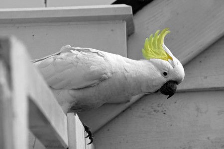 yellow crested australian white cockatooの写真素材