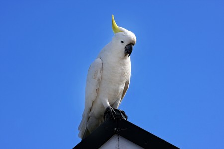 yellow crested australian white cockatooの写真素材