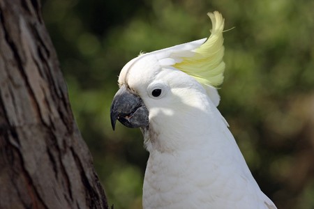 yellow crested australian white cockatooの写真素材