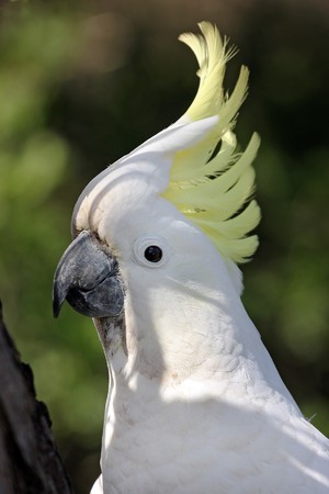 yellow crested australian white cockatooの写真素材