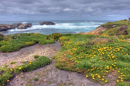 orange flowers along an ocean driveの写真素材