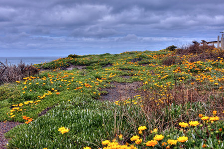 orange flowers along an ocean drive
