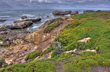 orange flowers along an ocean driveの写真素材