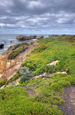 orange flowers along an ocean driveの写真素材