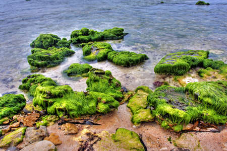 rock covered in green algae landscapeの写真素材