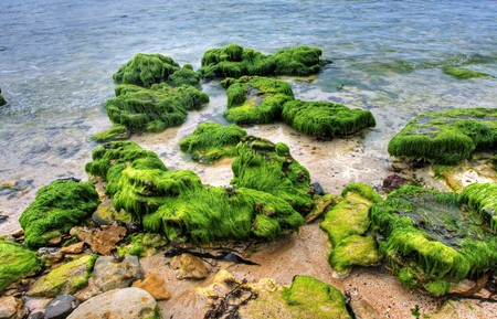 rock covered in green algae landscapeの写真素材