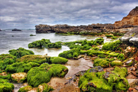 rock covered in green algae landscapeの写真素材