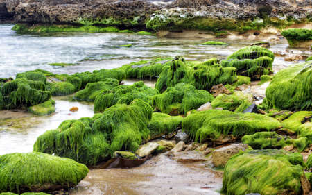 rock covered in green algae landscapeの写真素材