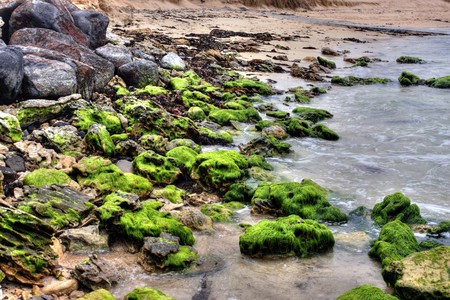 rock covered in green algae landscapeの写真素材
