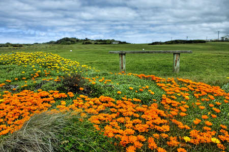 orange flowers along an ocean driveの写真素材