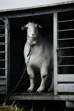 white goat on a chain inside a penの写真素材