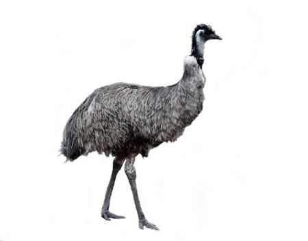 an australian emu walking alongの写真素材