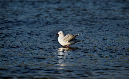 bird in wild environmentの写真素材