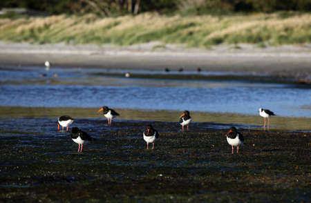 bird in wild environmentの写真素材