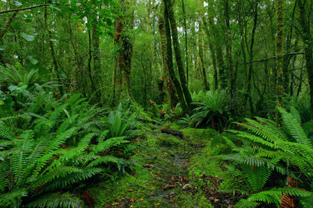 lush rainforest path
