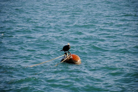 Cormorant on the seaの写真素材