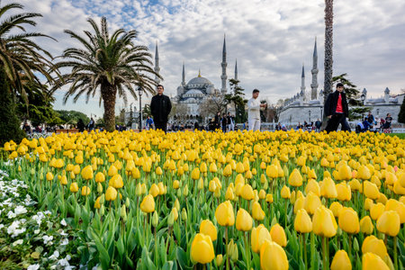 Traditional tulip Festival in Sultanahmet Square Park with view of Sultan Ahmet Mosque(Blue Mosque)on background and colorful tulips on foreground.ISTANBUL,TURKEY- APRIL 4,2017のeditorial素材