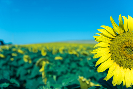Large Field of blooming yellow sunflowers on a background blue sky in Istanbul,Turkey.one single flower upside.の写真素材