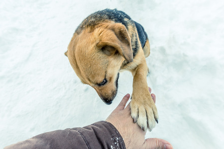 A domestic dog touching man hand on a snowy day.の写真素材