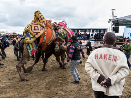 Colorful dressed Turkish camels are wrestling in Selcuk wrestling arena.Camel wrestling is popular tourist attraction in Izmir,Turkey.January 16, 2017のeditorial素材