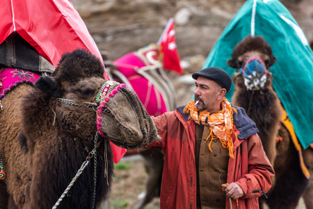 A Turkish man dressed in local clothes posing in front  of camel that got prepared and dressed for Traditional  Camel wrestling in Selcuk Arena.Turkey,January 16, 2017のeditorial素材