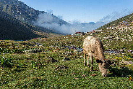Brown cow on mountain pasture. Brown cow at a mountain pasture in summer. Cows on fresh green grass of a mountain village.の写真素材