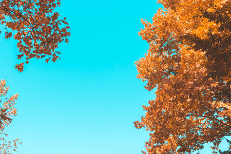 Fall yellow and orange maple leaves on blue sky background banner