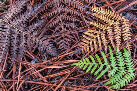 Collage symbolizing season from spring to autumn,cycle of the state of nature.Fern plants on dry pine needlesの写真素材